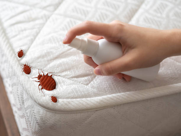 Best Flea Control Services  in Coral Terrace, FL