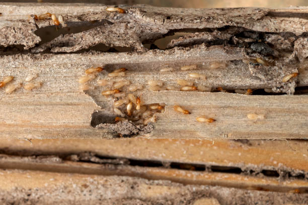 Pest Control Cost in Coral Terrace, FL