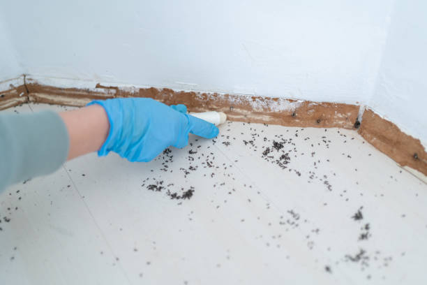 Best Flea Control Services  in Coral Terrace, FL